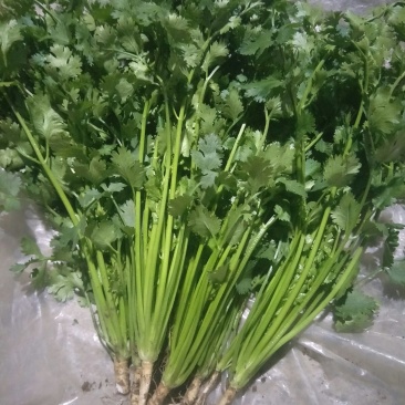 自产自销精品香菜，常年有菜
