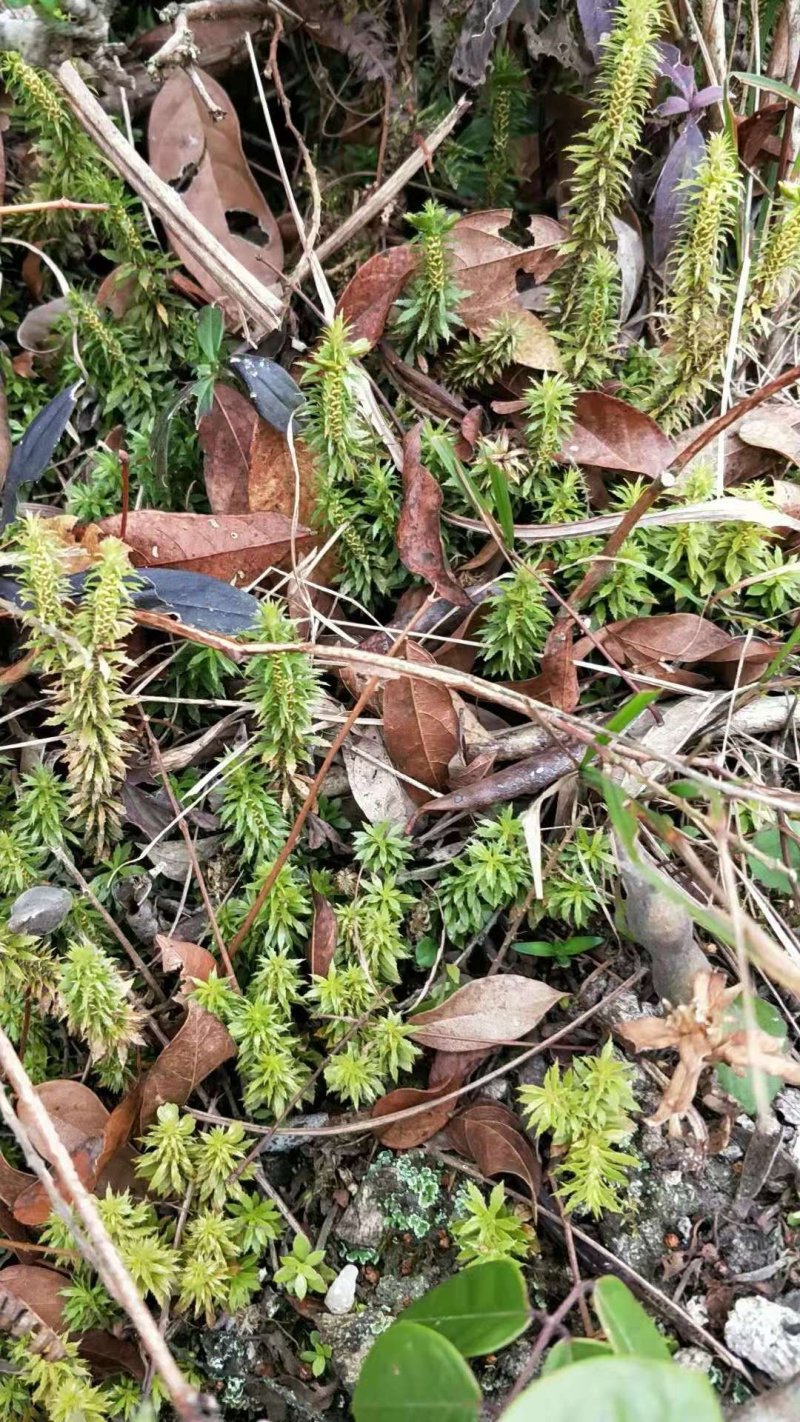 千层塔（鲜货种苗）