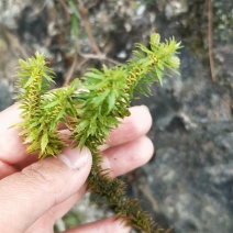 千层塔（鲜货种苗）