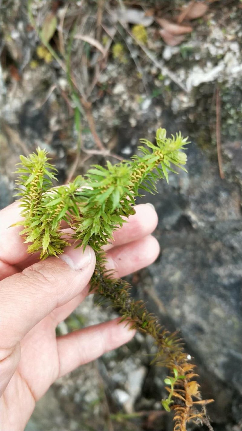 千层塔（鲜货种苗）
