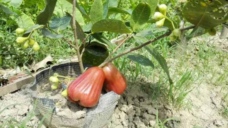 中国红莲雾苗黑比莲雾苗