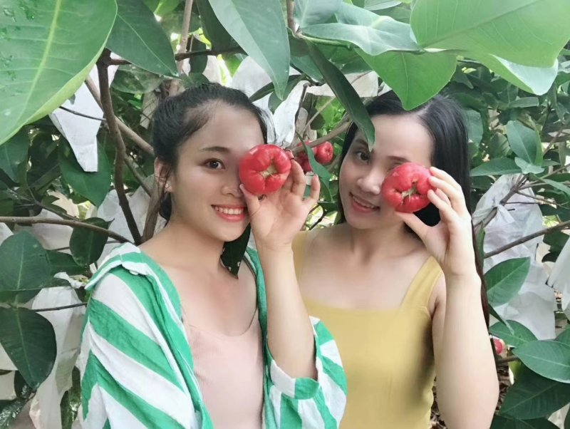 中国红莲雾苗黑比莲雾苗