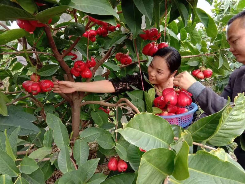 中国红莲雾苗黑比莲雾苗