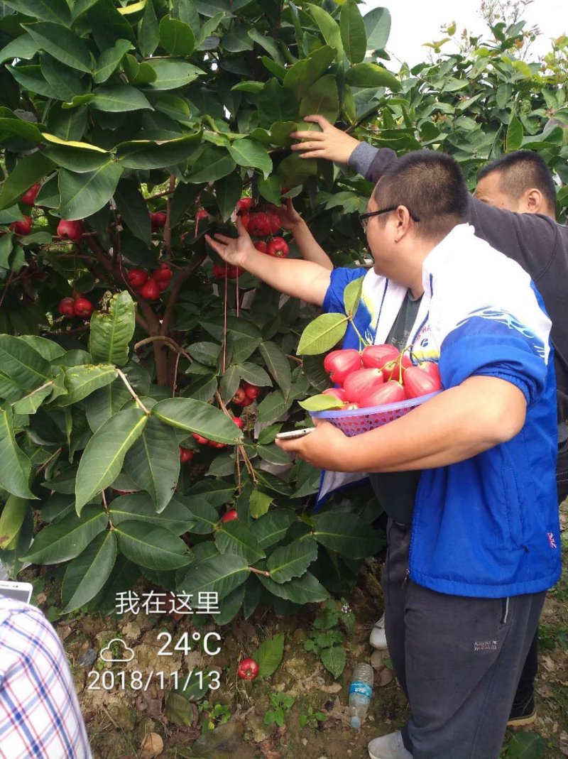 中国红莲雾苗黑比莲雾苗