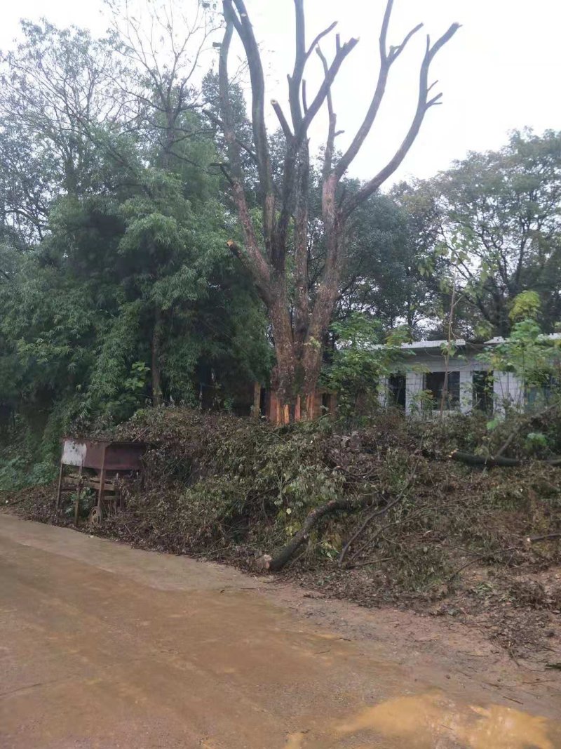 各种规格香樟树产地直销，处理价，处理价，价格超低