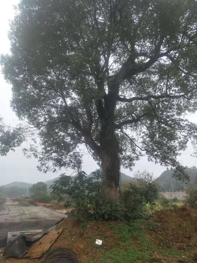 各种规格香樟树产地直销，处理价，处理价，价格超低