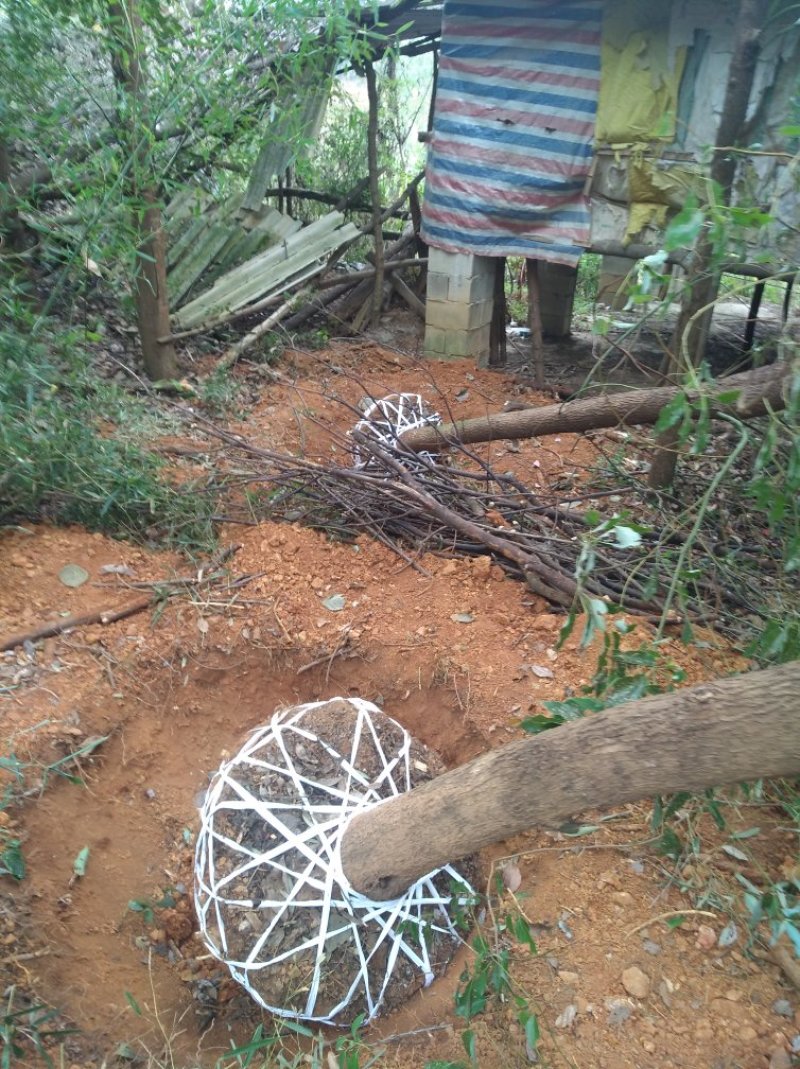 各种规格香樟树产地直销，处理价，处理价，价格超低