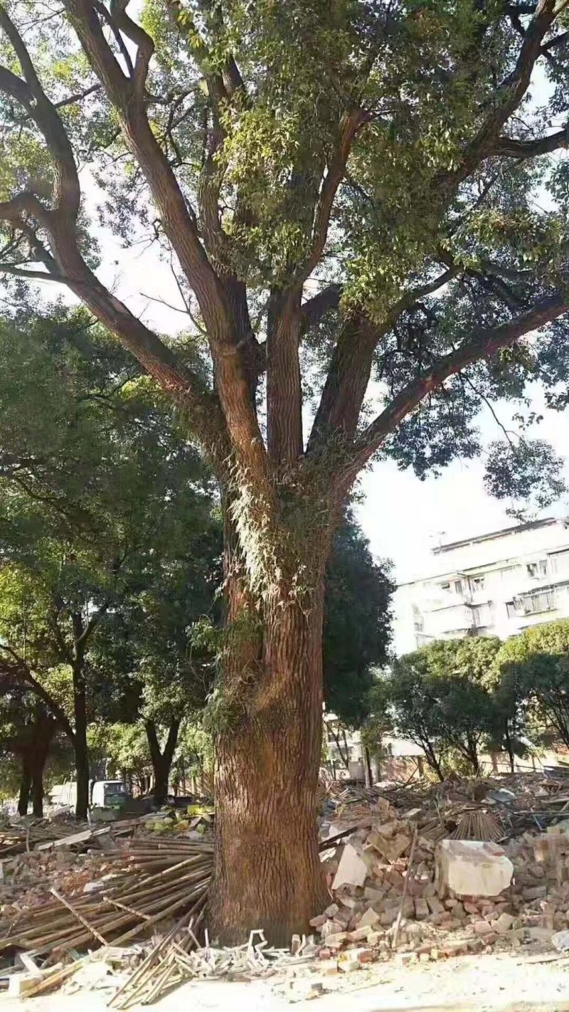 各种规格香樟树产地直销，处理价，处理价，价格超低