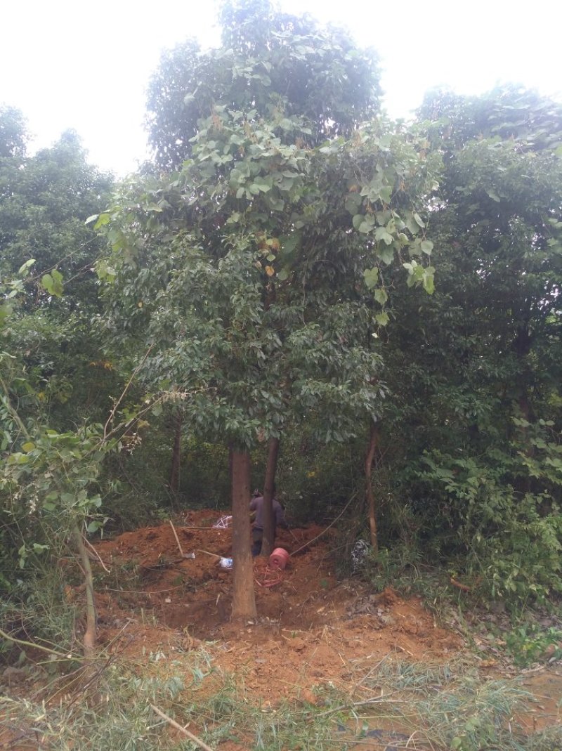 各种规格香樟树产地直销，处理价，处理价，价格超低
