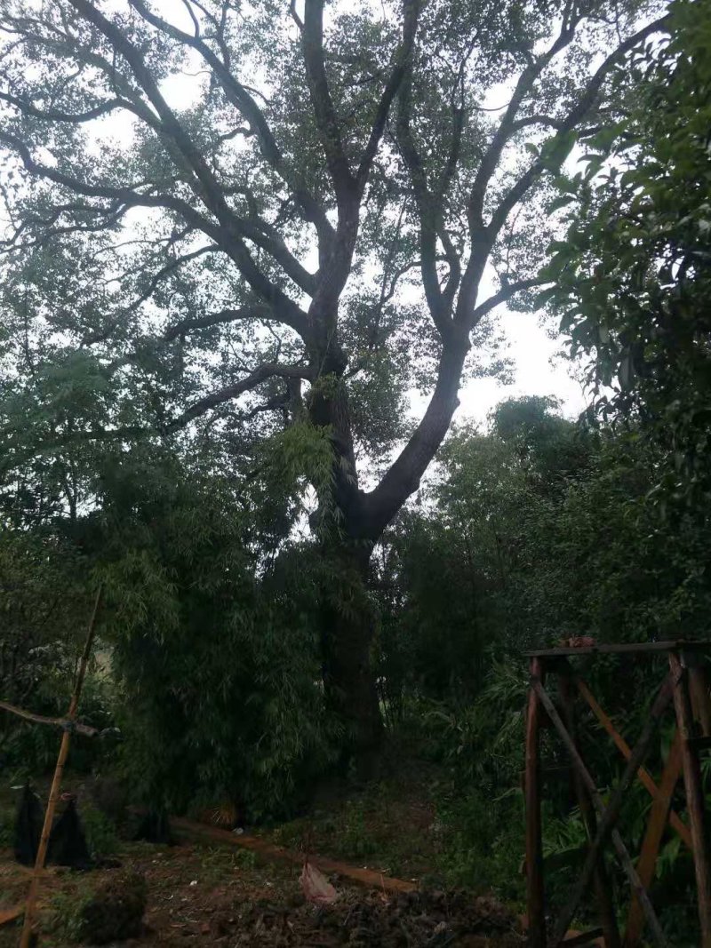 各种规格香樟树产地直销，处理价，处理价，价格超低
