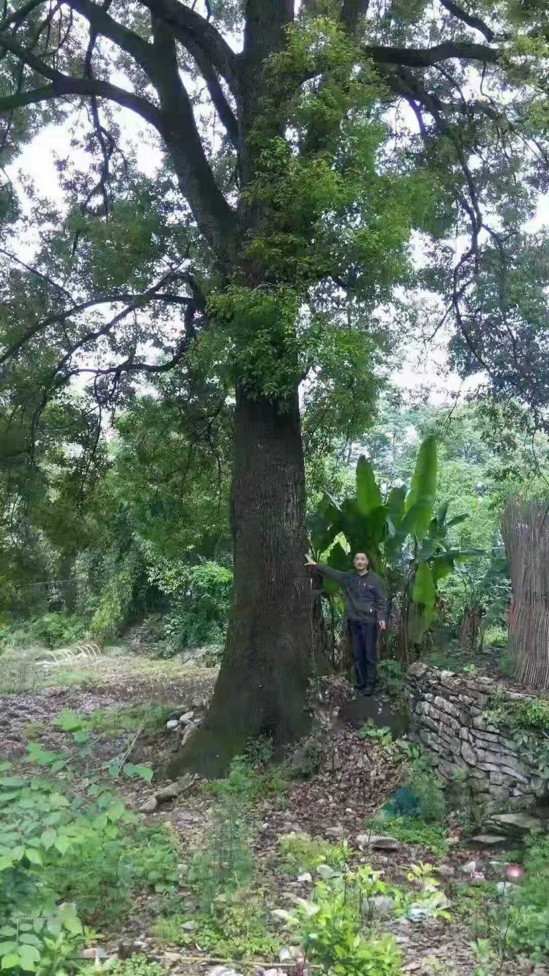 各种规格香樟树产地直销，处理价，处理价，价格超低