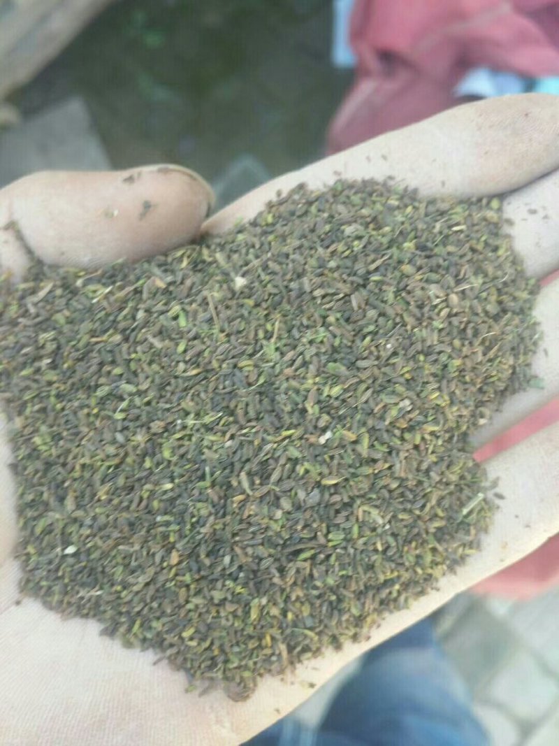 柴胡种子，原产地直供！！