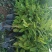 释迦苗教你种植教你销售