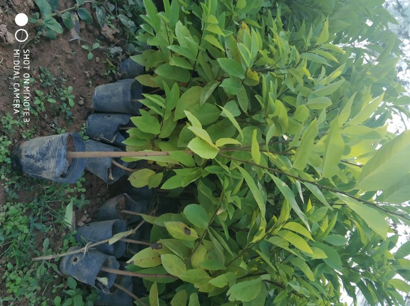 释迦苗教你种植教你销售