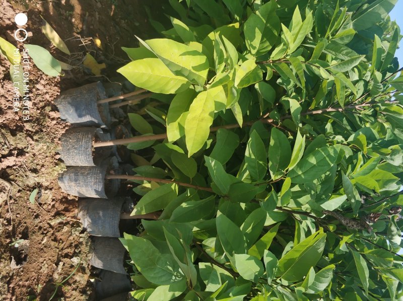 释迦苗教你种植教你销售