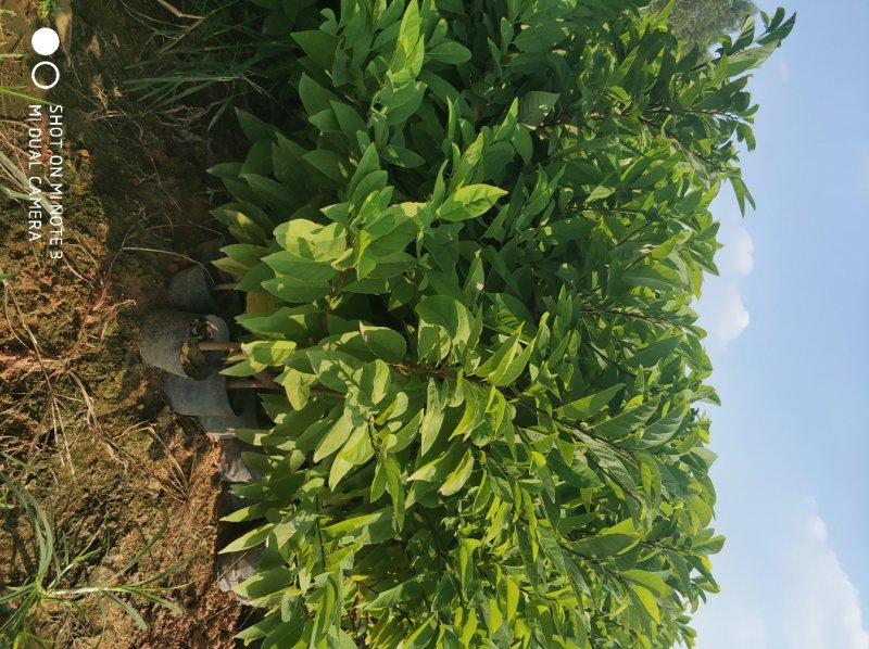 释迦苗教你种植教你销售