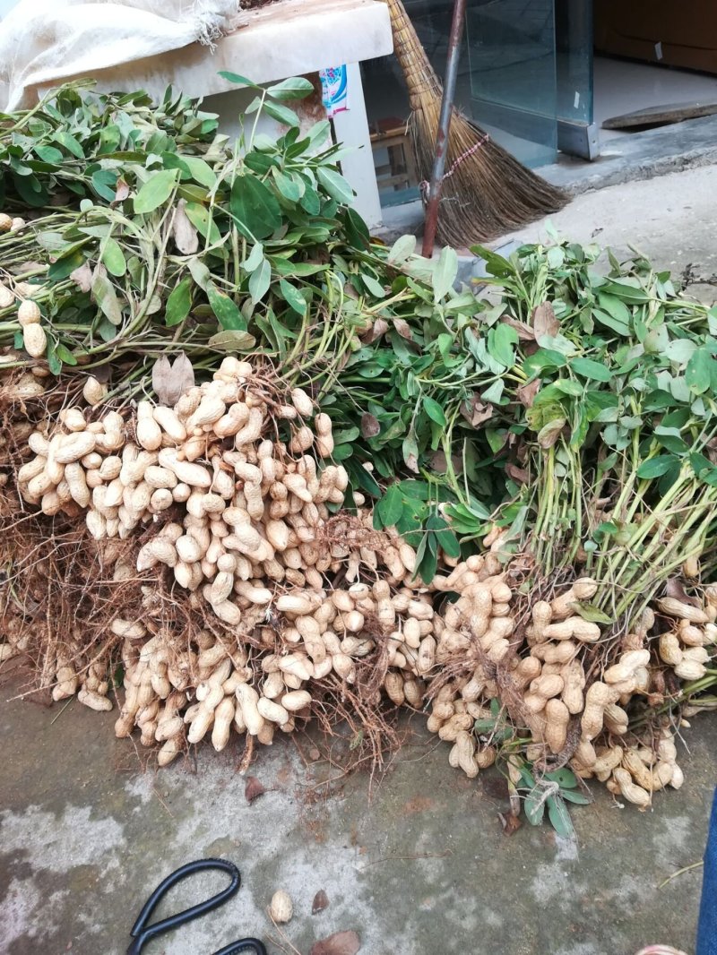 花生种子