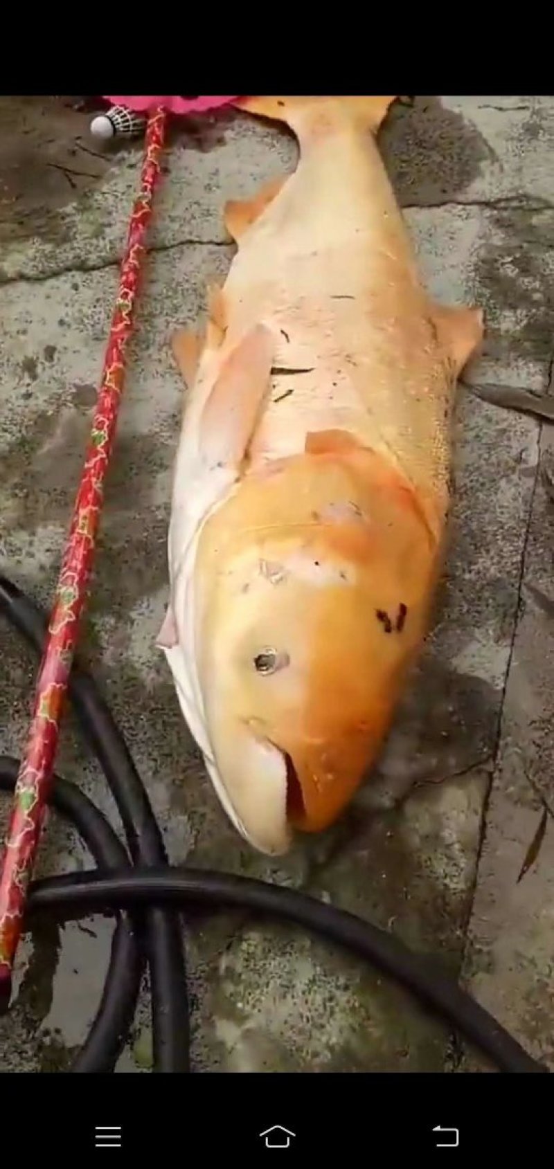 俄罗斯金大头鱼(量大从优)