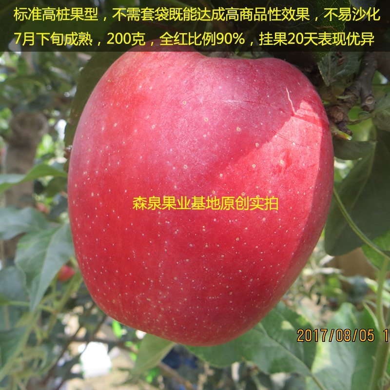 鲁丽苹果树苗基地批发优惠价格