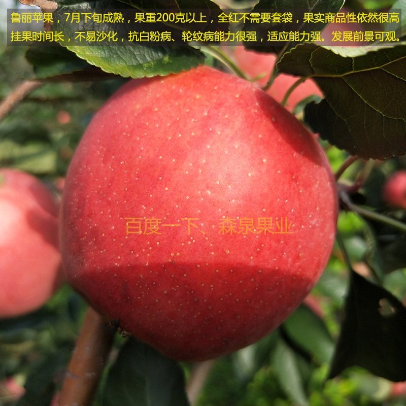 鲁丽苹果树苗基地批发优惠价格