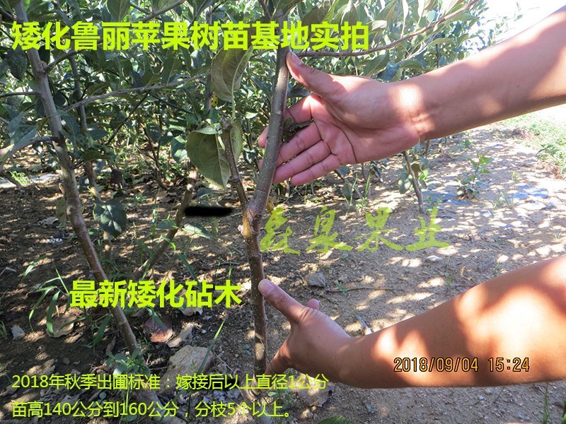 鲁丽苹果树苗基地批发优惠价格