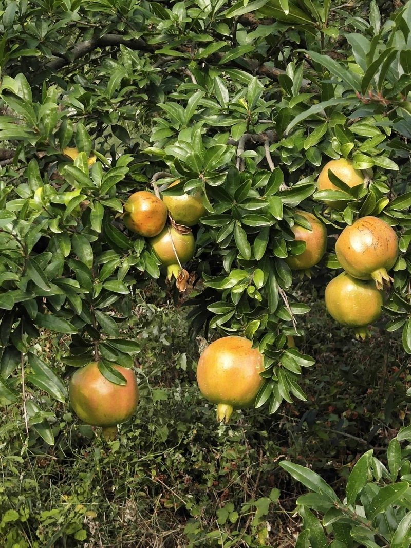 石榴