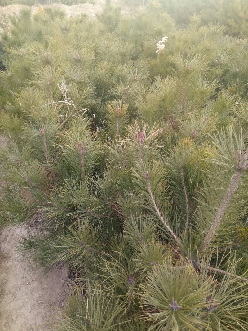 油松营养杯油松