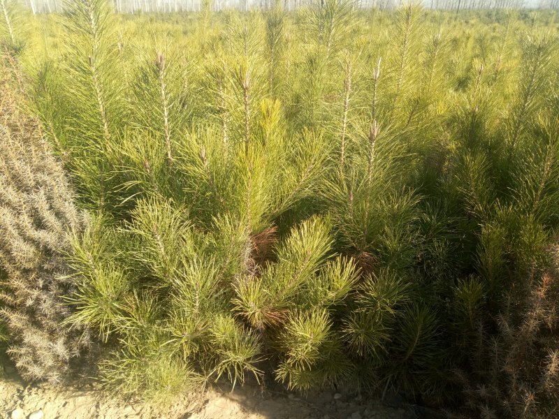 油松营养杯油松