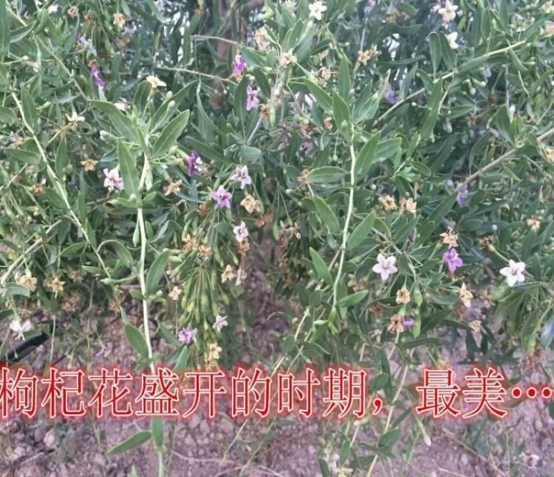 3年7号红枸杞苗包挂果，产地直发，包邮，包当年挂果