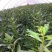 3年7号红枸杞苗包挂果，产地直发，包邮，包当年挂果