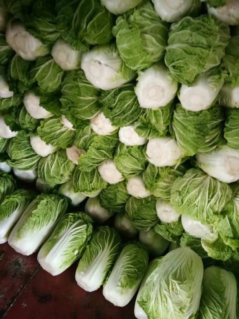 大白菜4~6斤，M5白菜，毛净都有