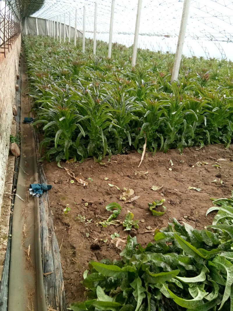 大棚紫叶莴苣大量上市