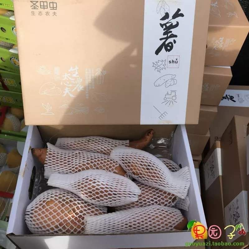 西瓜红红薯