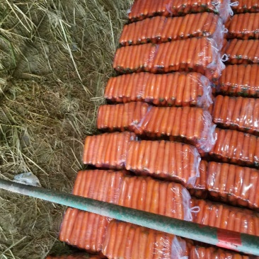 三红胡萝卜中条小条大头精品各种规格货源充足