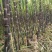 黑皮甘蔗…合作社种植无任何费用…免代办费…一手货源…