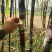黑皮甘蔗…合作社种植无任何费用…免代办费…一手货源…