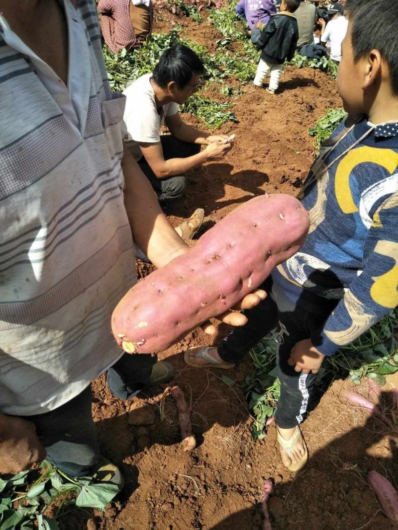 漂亮西瓜红，云南高原产地，品质好，价格优