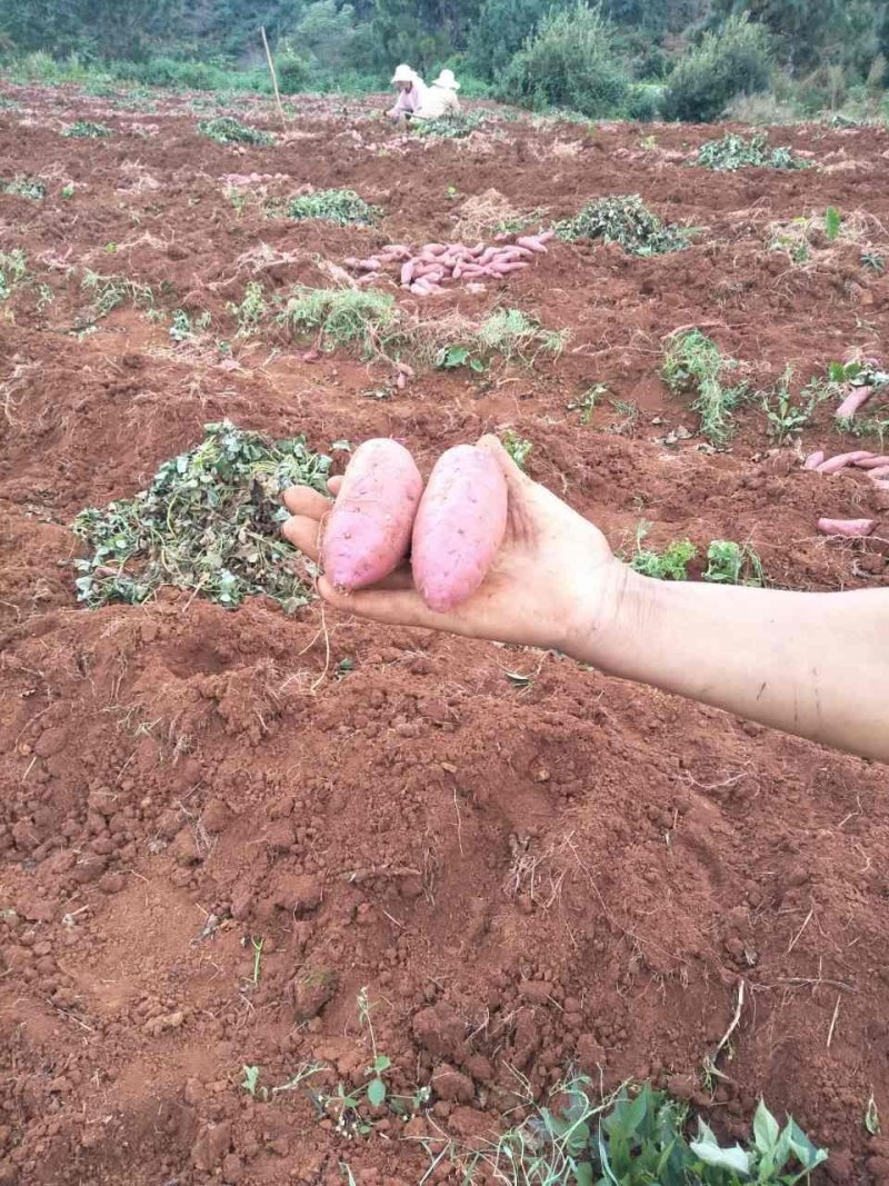 漂亮西瓜红，云南高原产地，品质好，价格优