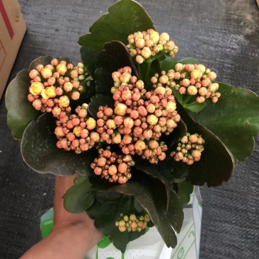 长寿花