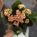 长寿花