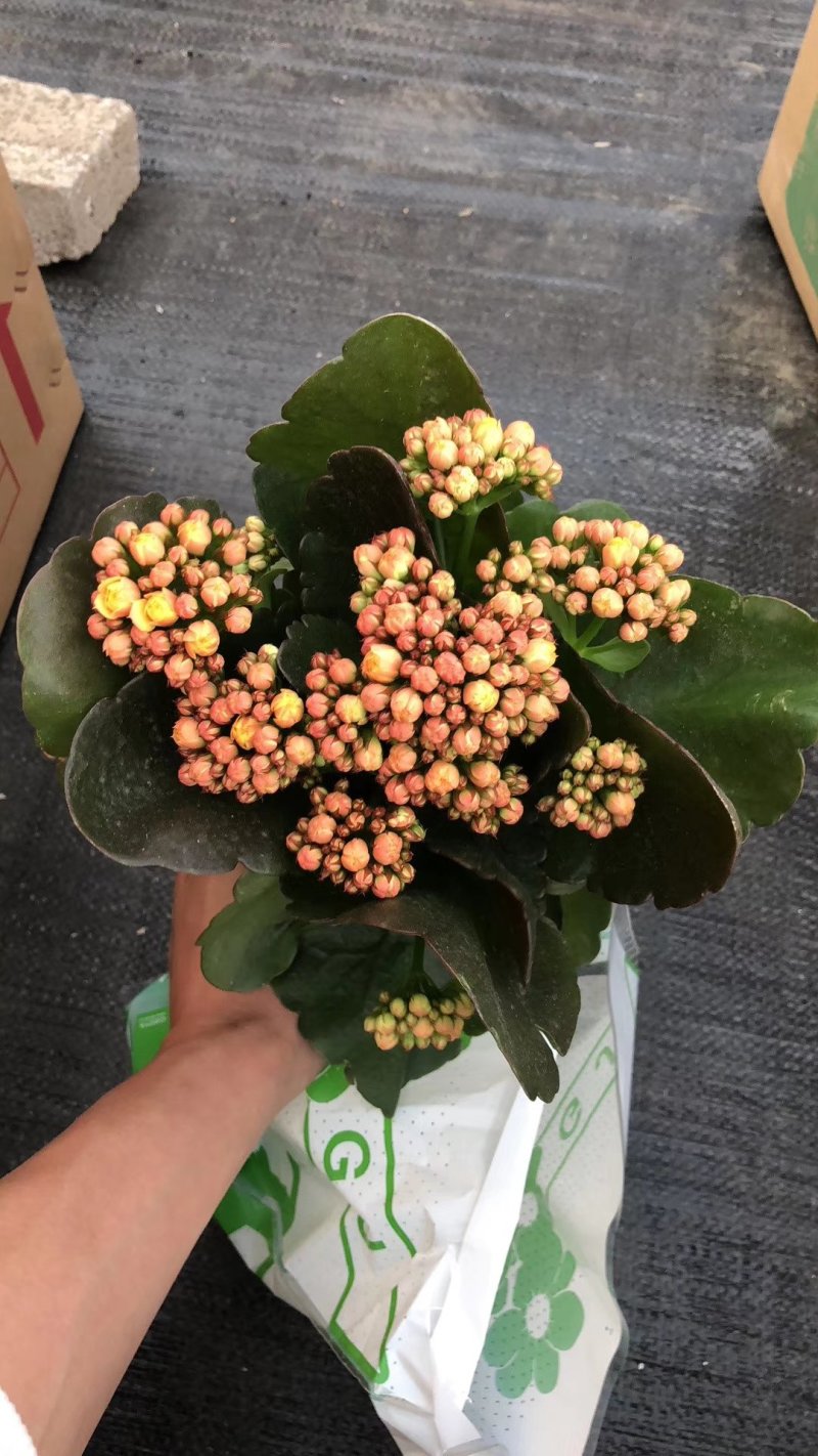 长寿花