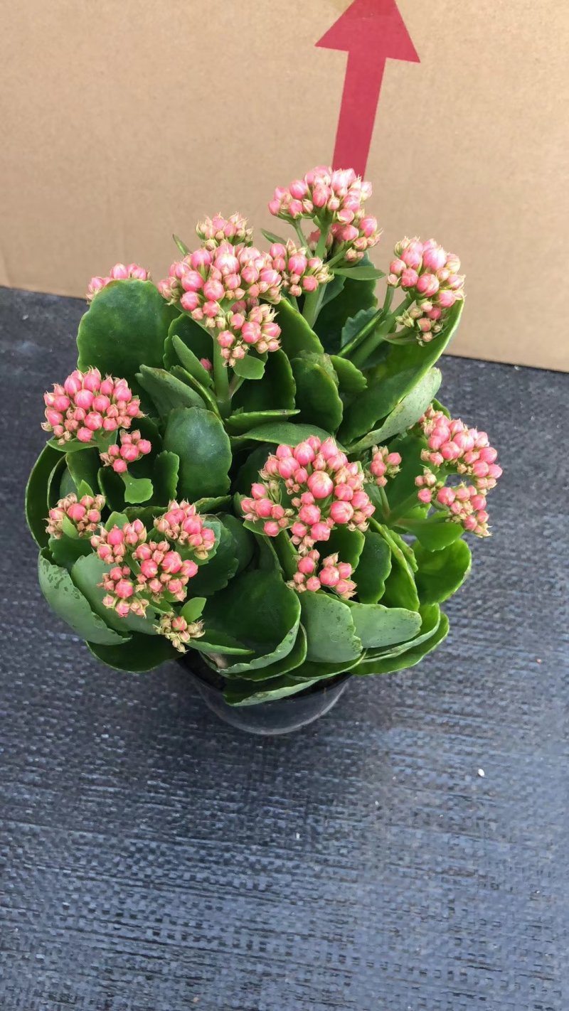 长寿花