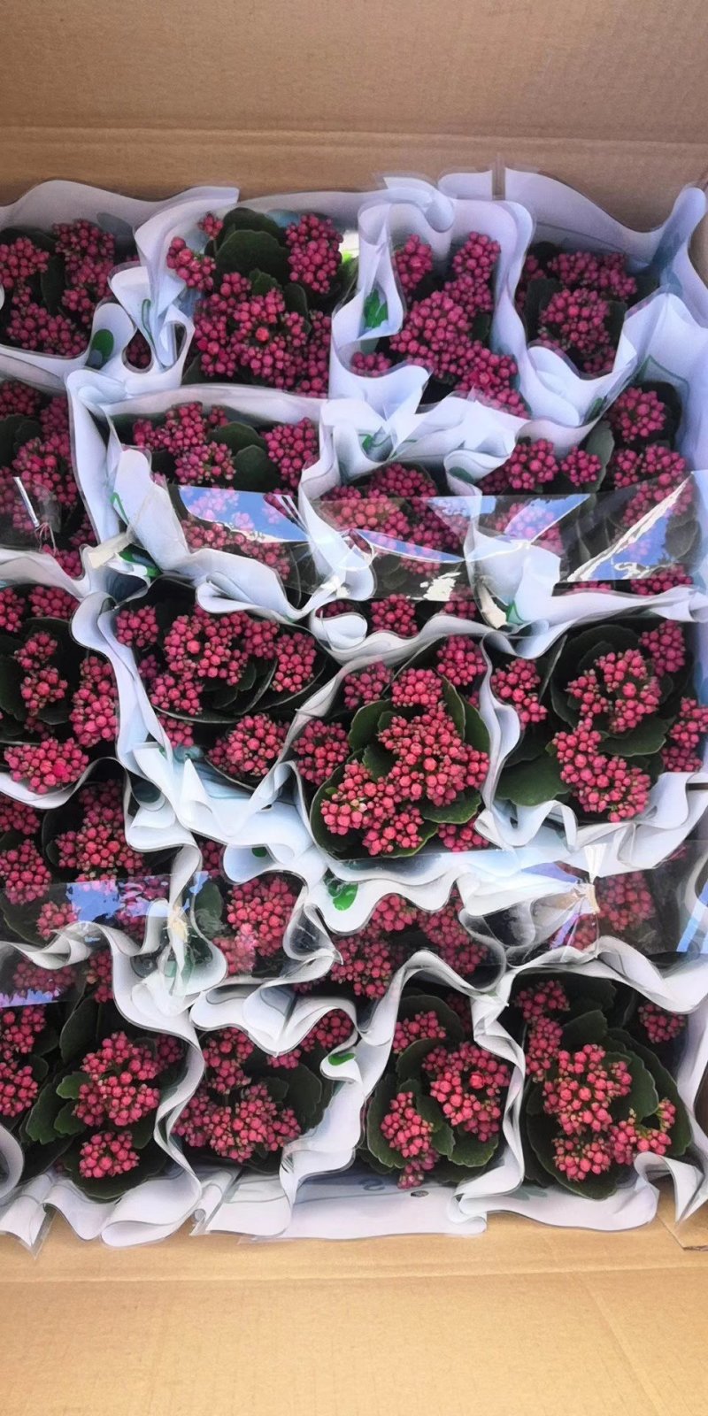 长寿花