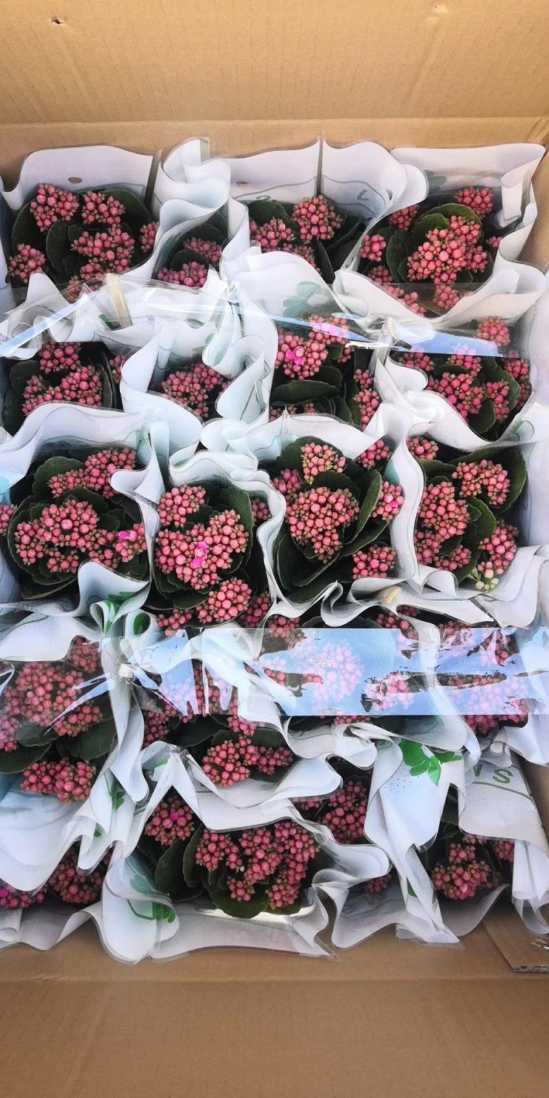 长寿花