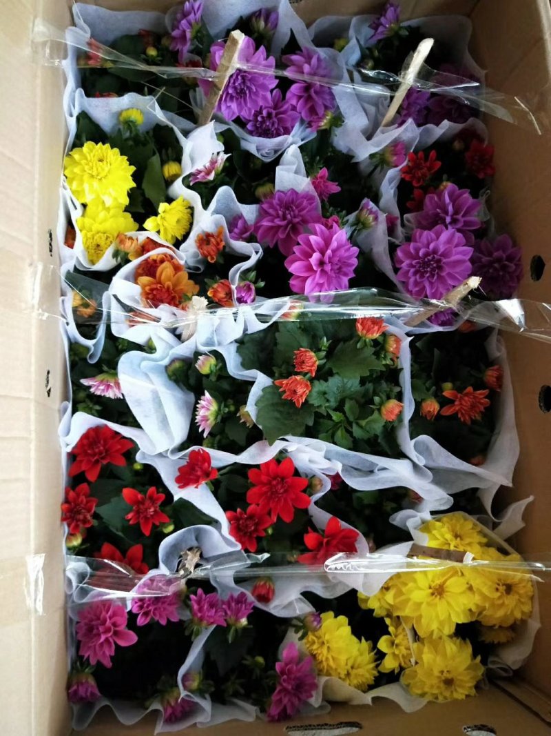 开花盆栽