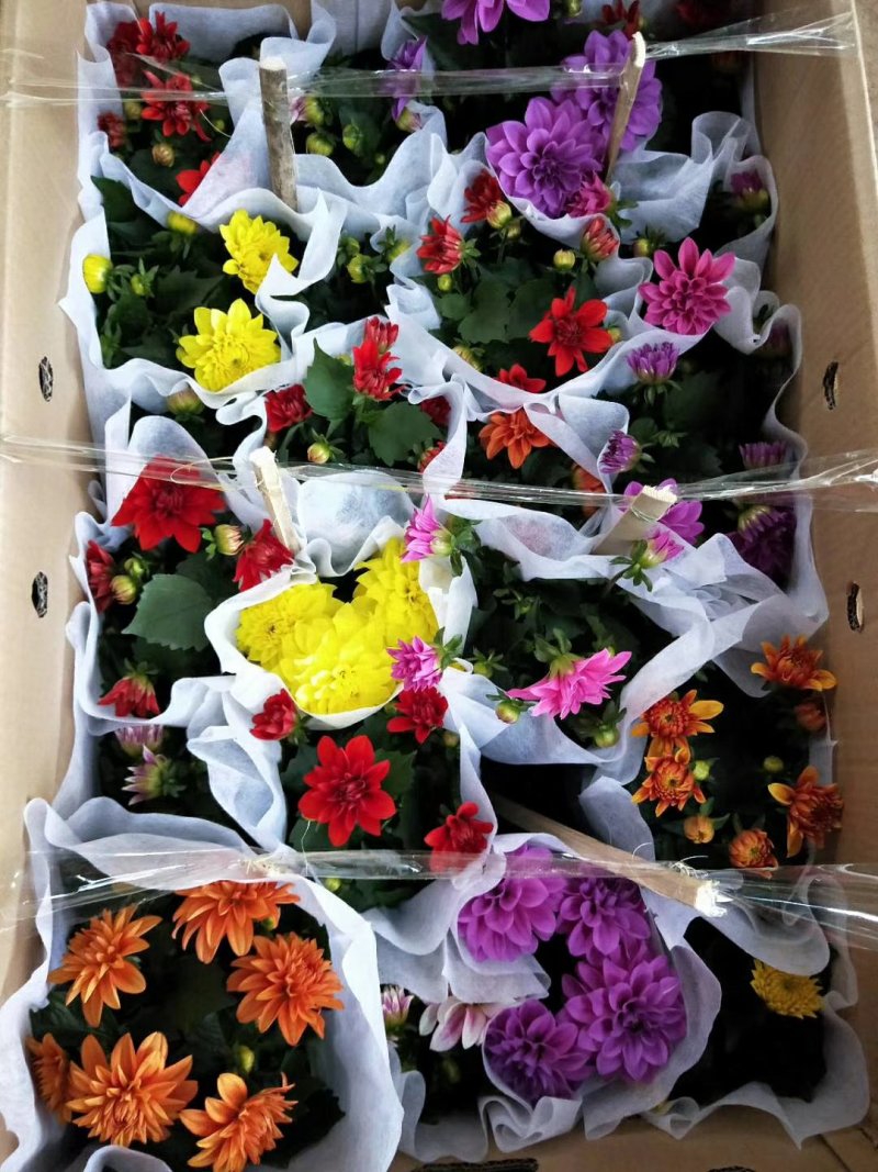 开花盆栽