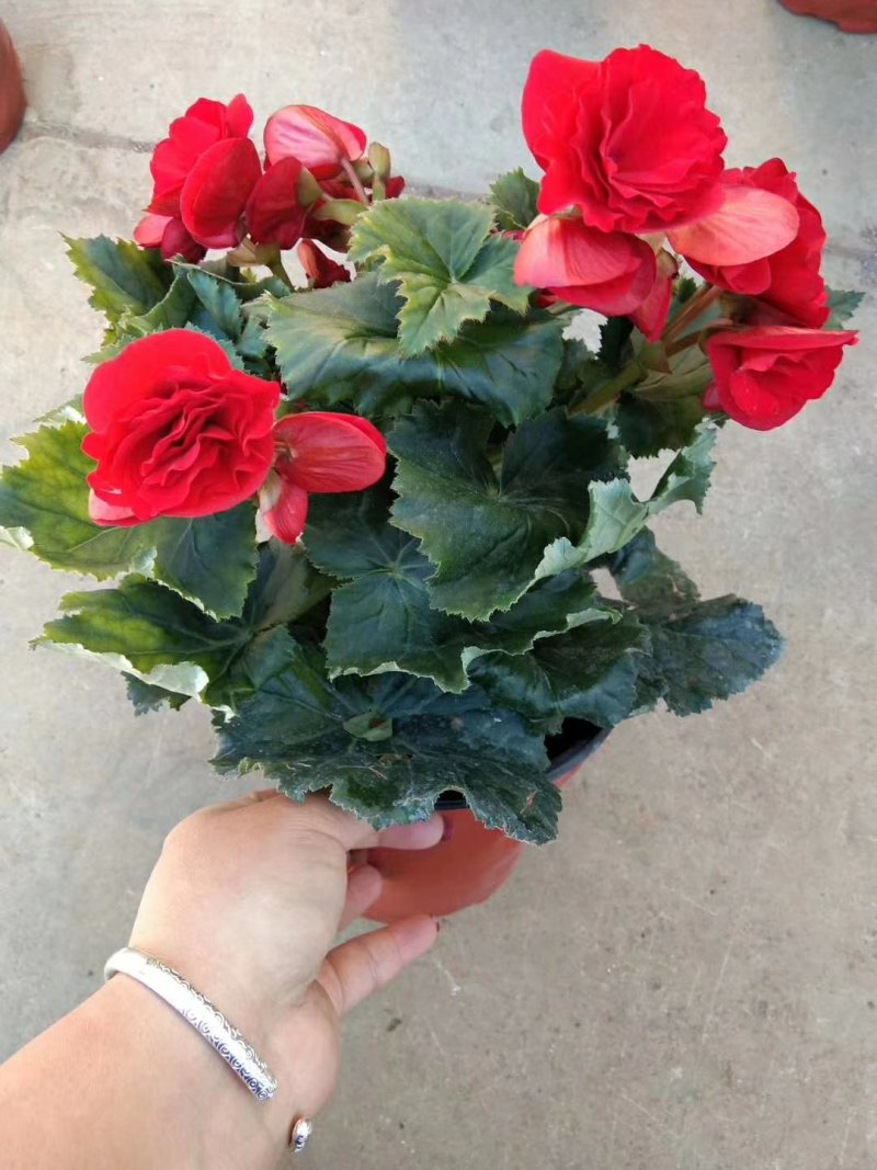 开花盆栽