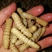柴虫木虫哈虫干冻货活体速冻食用6公分产地直供