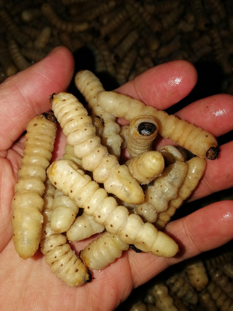 柴虫木虫哈虫干冻货活体速冻食用6公分产地直供