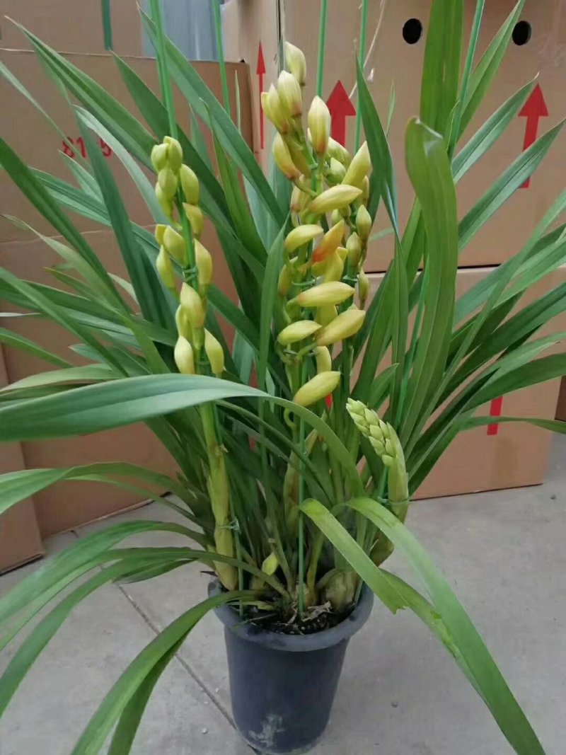大花蕙兰